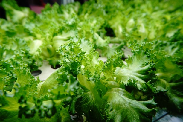 蔬菜在农场水培图片下载