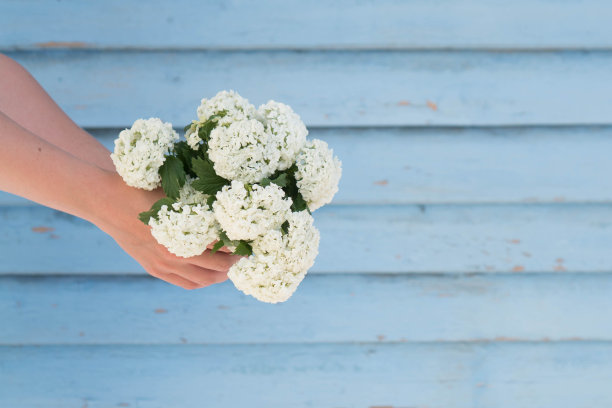 一个纤弱的女人的手捧着一小束白花，靠在蓝色的木板墙上。适用于花店、婚庆沙龙、咖啡厅的设计图片下载