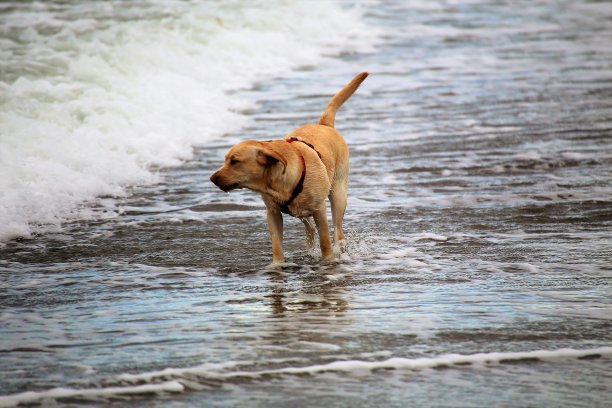 海滩上的狗图片下载