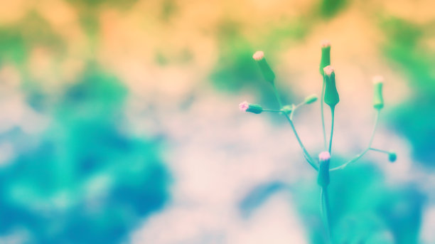 柔焦点草花春，大自然背景图片下载