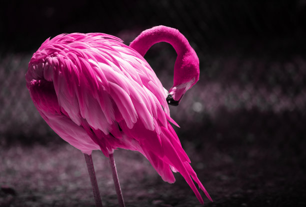 美丽的火烈鸟肖像图片下载