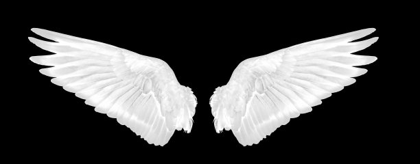 白色翅膀的鸟在黑色的背景图片下载