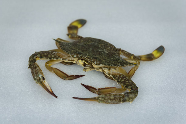 新鲜的生螃蟹海鲜在白色的背景图片下载