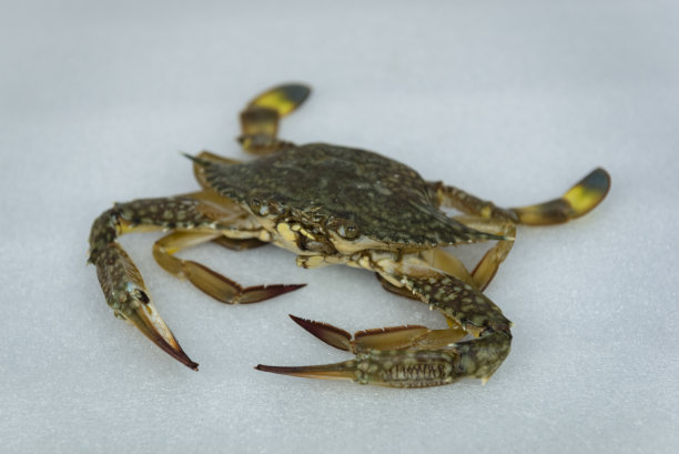 新鲜的生螃蟹海鲜在白色的背景图片下载