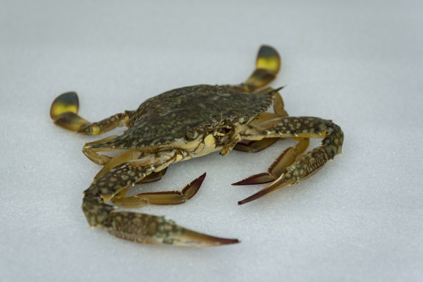 新鲜的生螃蟹海鲜在白色的背景图片下载