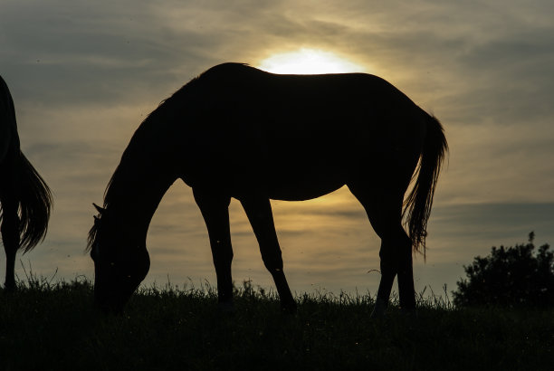 乡村日落的景色和放牧的马图片下载