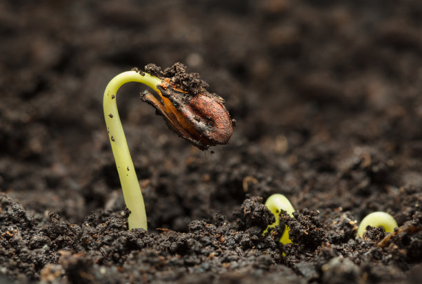 种植葡萄的种子图片下载