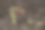 种植葡萄的种子图片下载