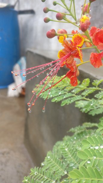 美丽的花与水滴图片下载