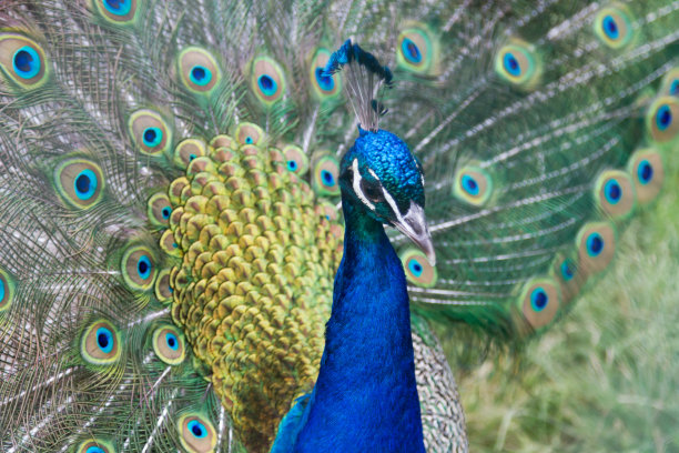 美丽的蓝色孔雀，张开多彩的尾巴图片下载