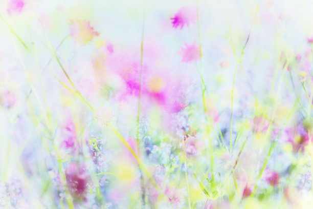 花和植物明亮的白色粉绿色柔和的颜色背景图片下载