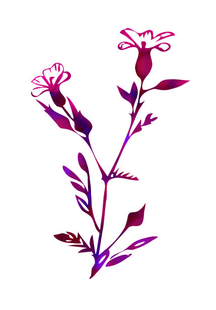 田间花卉抽象植物。图片下载