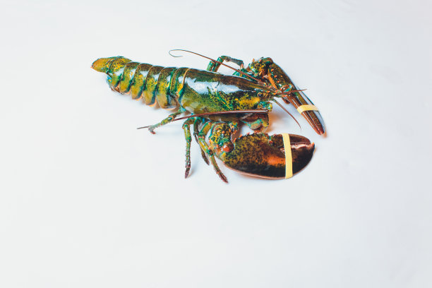 生活波士顿龙虾孤立在白色背景。图片下载