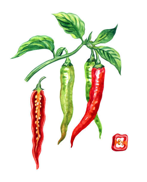热红辣椒图片下载
