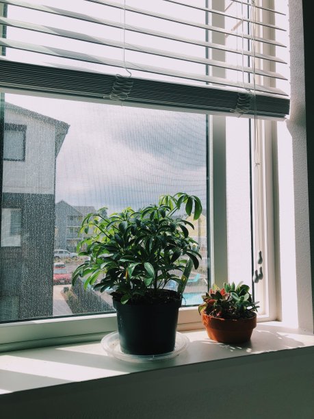 室内的室内植物靠近窗户图片下载