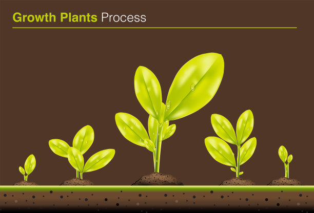 黑色背景下的植物特写镜头图片下载