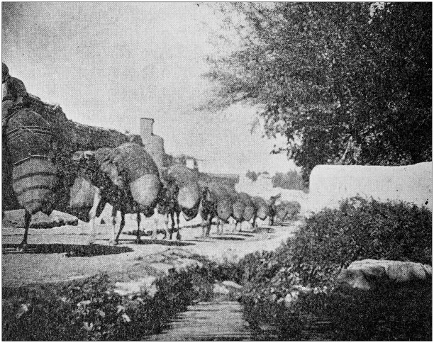 世界旅行埃及骆驼队古董黑白照片图片下载