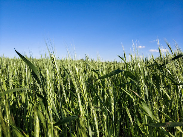 绿色未成熟小麦的农业背景图片下载