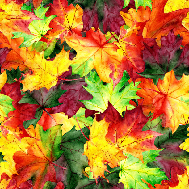 无缝图案与秋季枫叶。水彩设计的织物，包装，纸张。手绘。素材图片