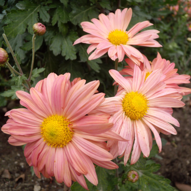 近距离的粉红色菊花花在绿色的花园背景。美丽的粉红色花朵作为背景图片。菊花在秋天。图片下载