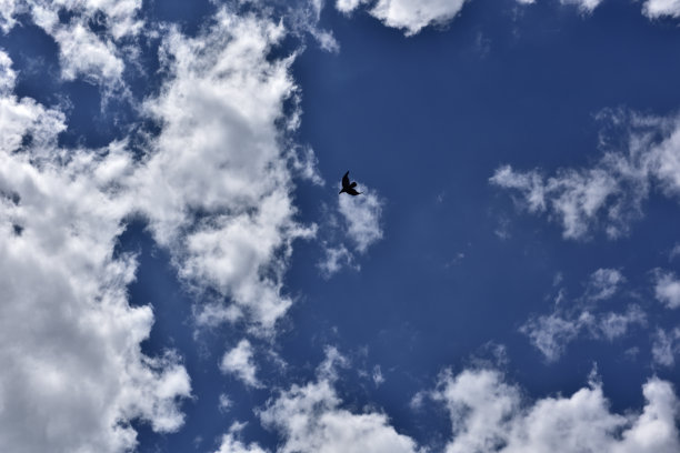 鹰在蓝天上飞翔图片下载