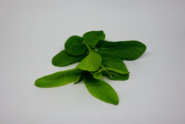 在一张白色背景的照片中，年轻的芒果叶芽图片下载