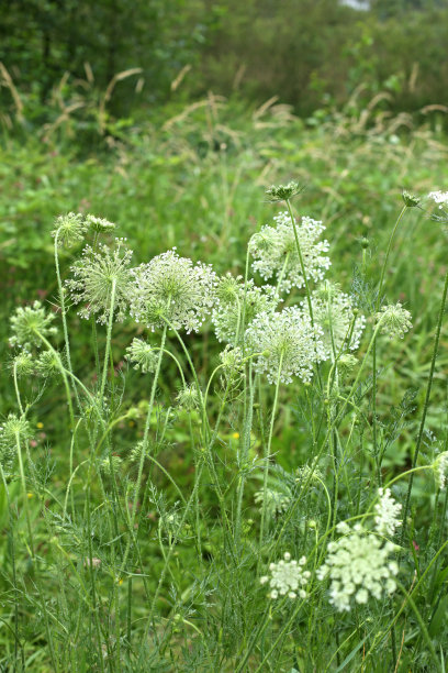 安妮女王草地上的蕾丝图片下载