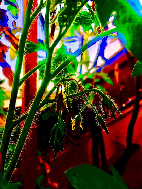 城市的西红柿图片下载