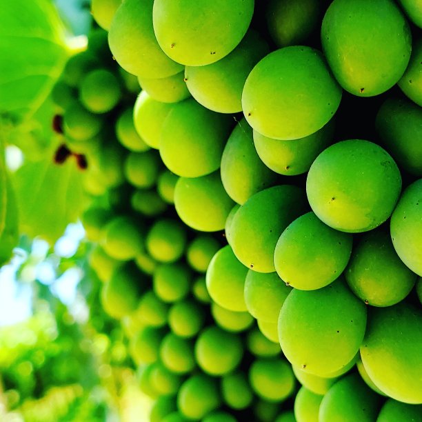 葡萄集群图片下载