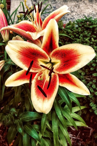 橙天莉莉图片下载