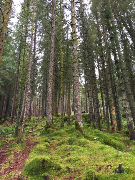 卑尔根森林图片下载