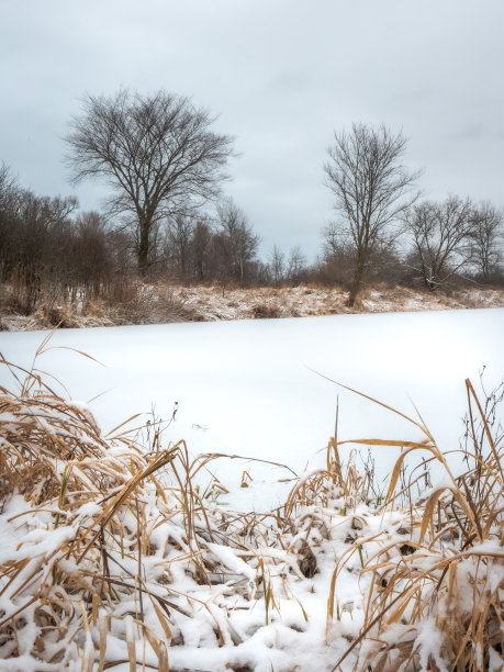 这是一张美丽的冬季风景照片，在威斯康辛州的农村，冰雪覆盖的池塘、枯死的植被和光秃秃的树木与多云的天空相结合。图片下载