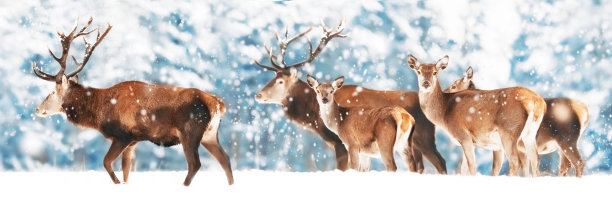 一只高贵的鹿和母鹿在鹿群中，背景是美丽的冬季雪林。冬季景观艺术。圣诞节摄影。冬季仙境。宽格式。图片下载