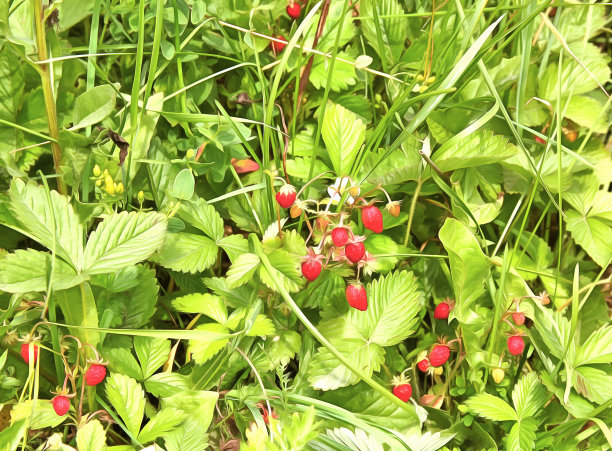 水彩。春天田野里的浆果草地。红草莓在绿草中。图片下载