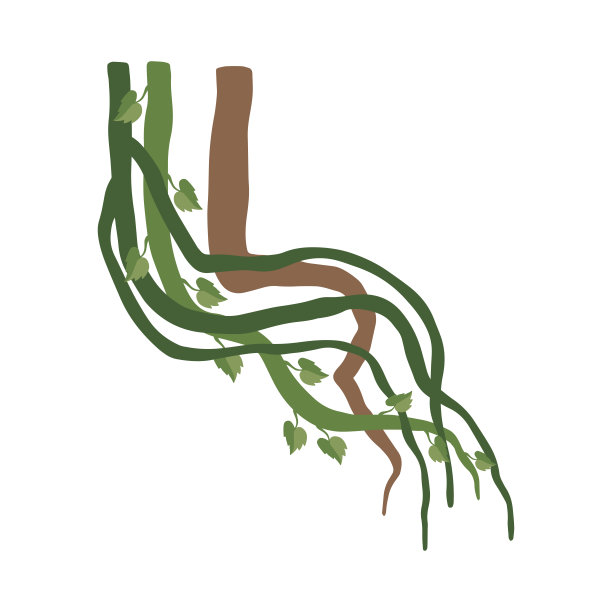 藤本植物弯曲的枝叶，丛林植物装饰元素，热带雨林植物矢量插图图片下载