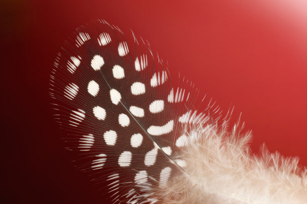 美丽的鹌鹑羽毛极端闭合图片下载