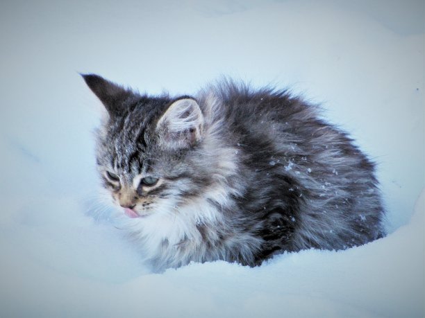 小猫在雪地里用舌头接雪花图片下载