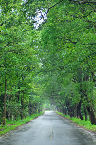道路穿过绿色隧道图片下载