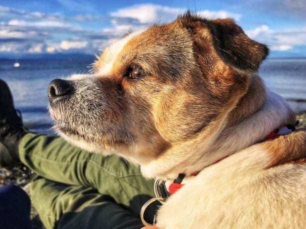 杰克罗素站在大海前面图片下载