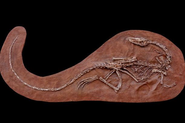 岩石里的小恐龙化石图片下载