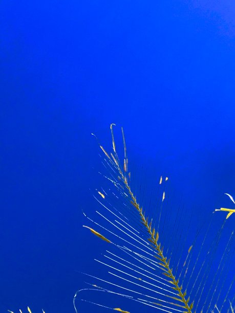 蓝色背景的抽象背景图片下载