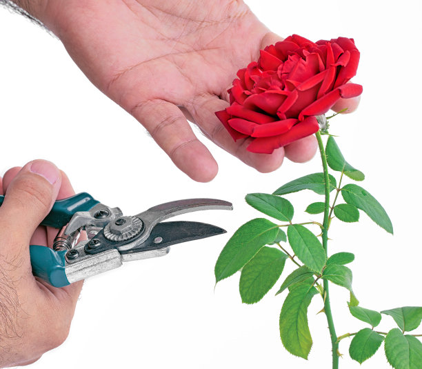 削减玫瑰图片下载