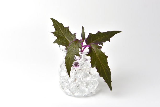 室内植物金菊(金菊aurantiaca)在玻璃花盆孤立的白色背景。在水培系统中萌发。图片下载