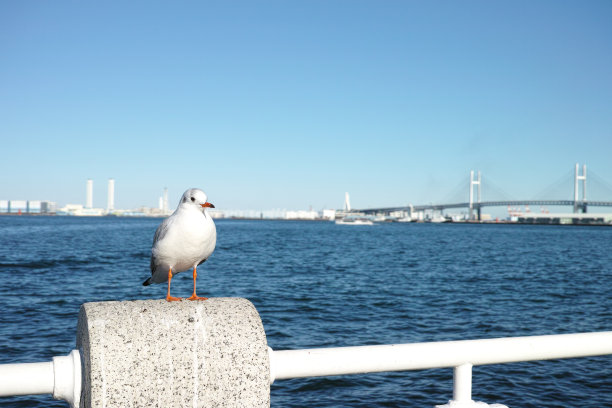 一只海鸥栖息在墙上，看上去很无聊图片下载