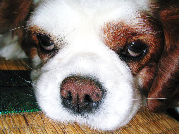 狗的脸图片下载