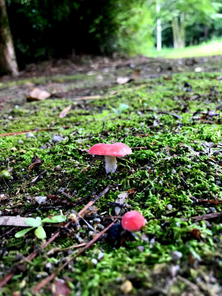红色蘑菇图片下载
