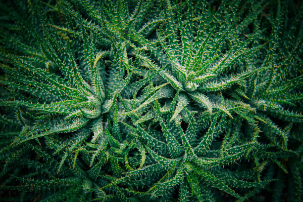 热带植物马尔代夫的绿叶。图片下载