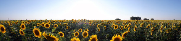 太阳花场全景图图片下载
