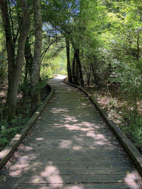 森林的路径图片下载