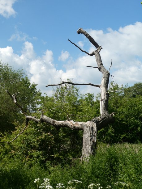 阳光下的闪电树图片下载